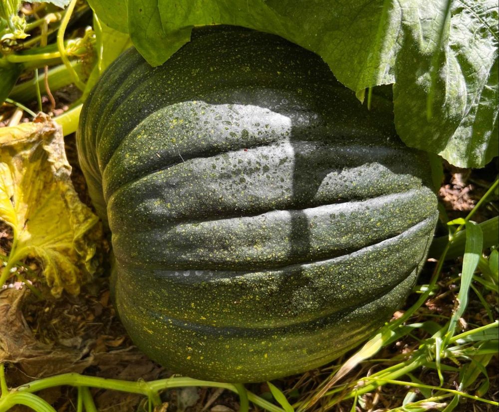 a pumpkin on the vine